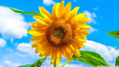 Vulputate mauris penatibus volutpat molestie